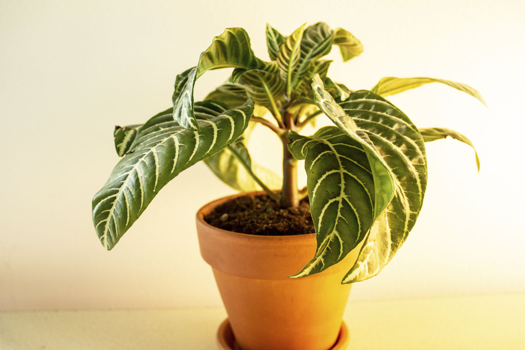 Zebra Plant