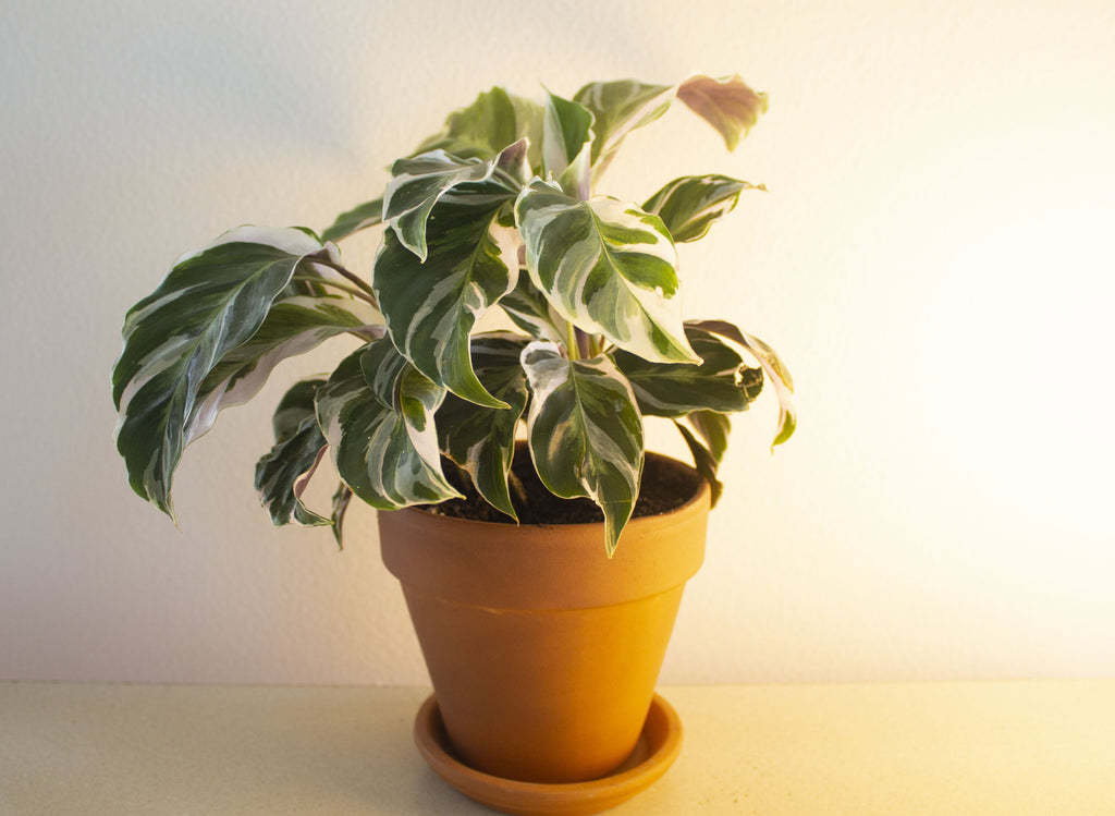 Calathea Fusion White