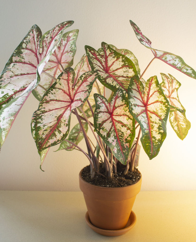 Caladium White Queen