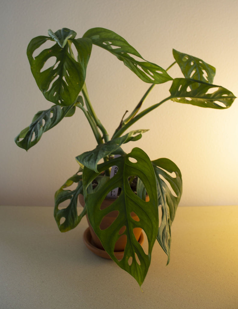 Monstera Adansonii