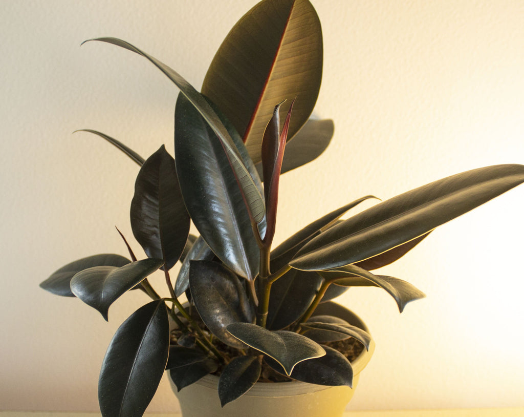 Rubber Plant