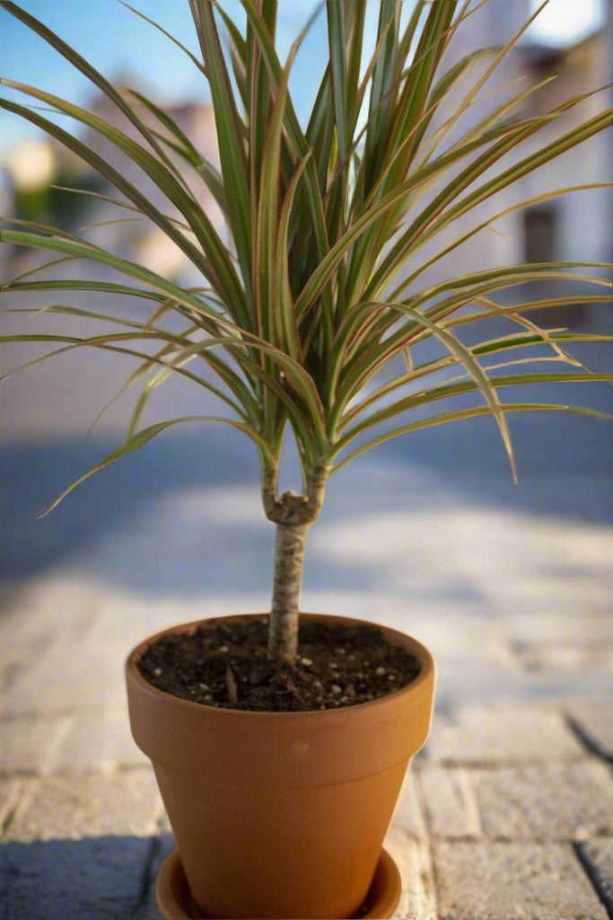 Dragon Tree