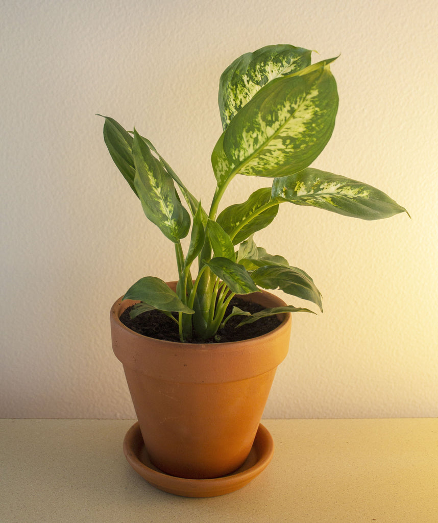Dumb Cane