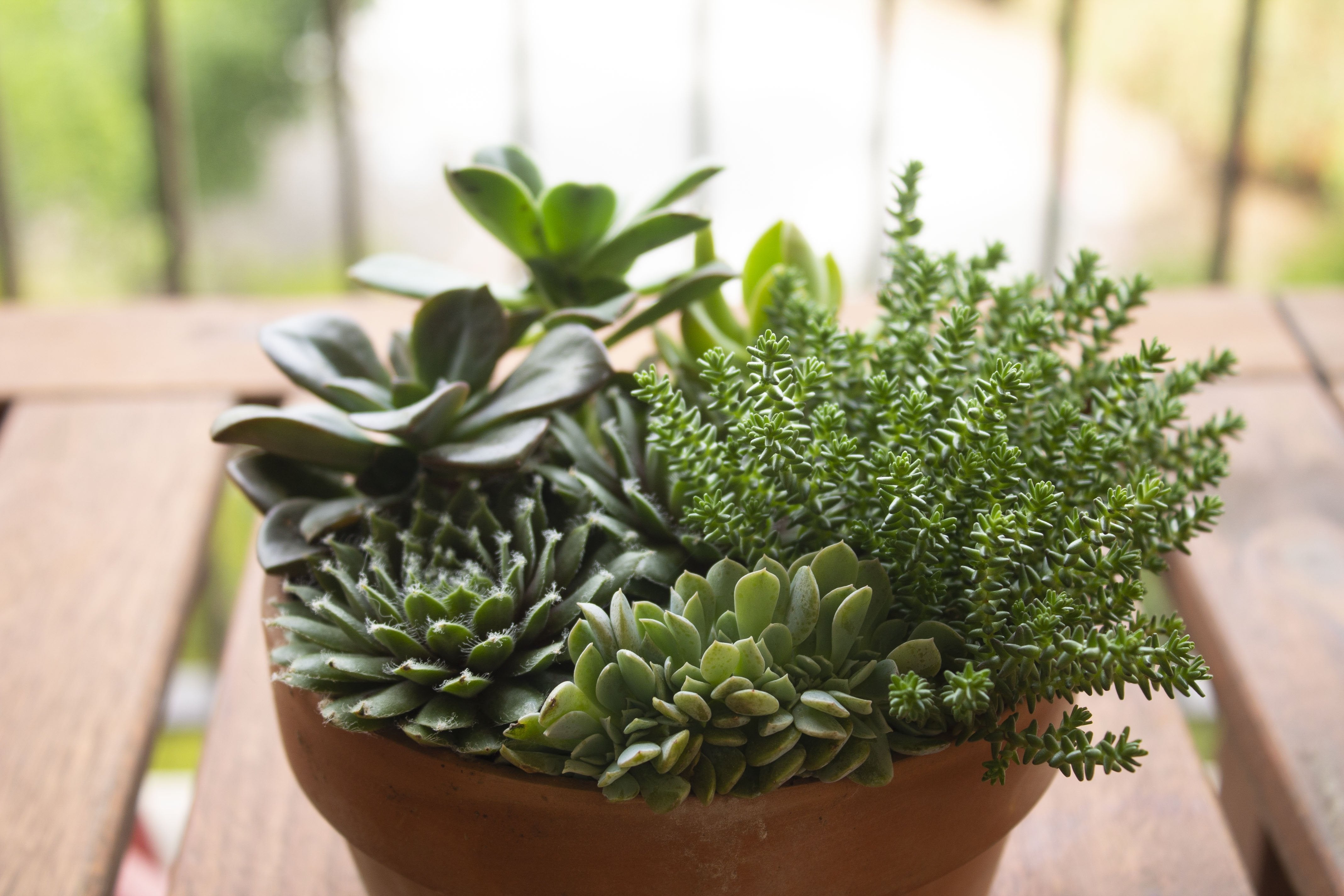 narrow succulent planter Small Succulent Garden – Happy Plants