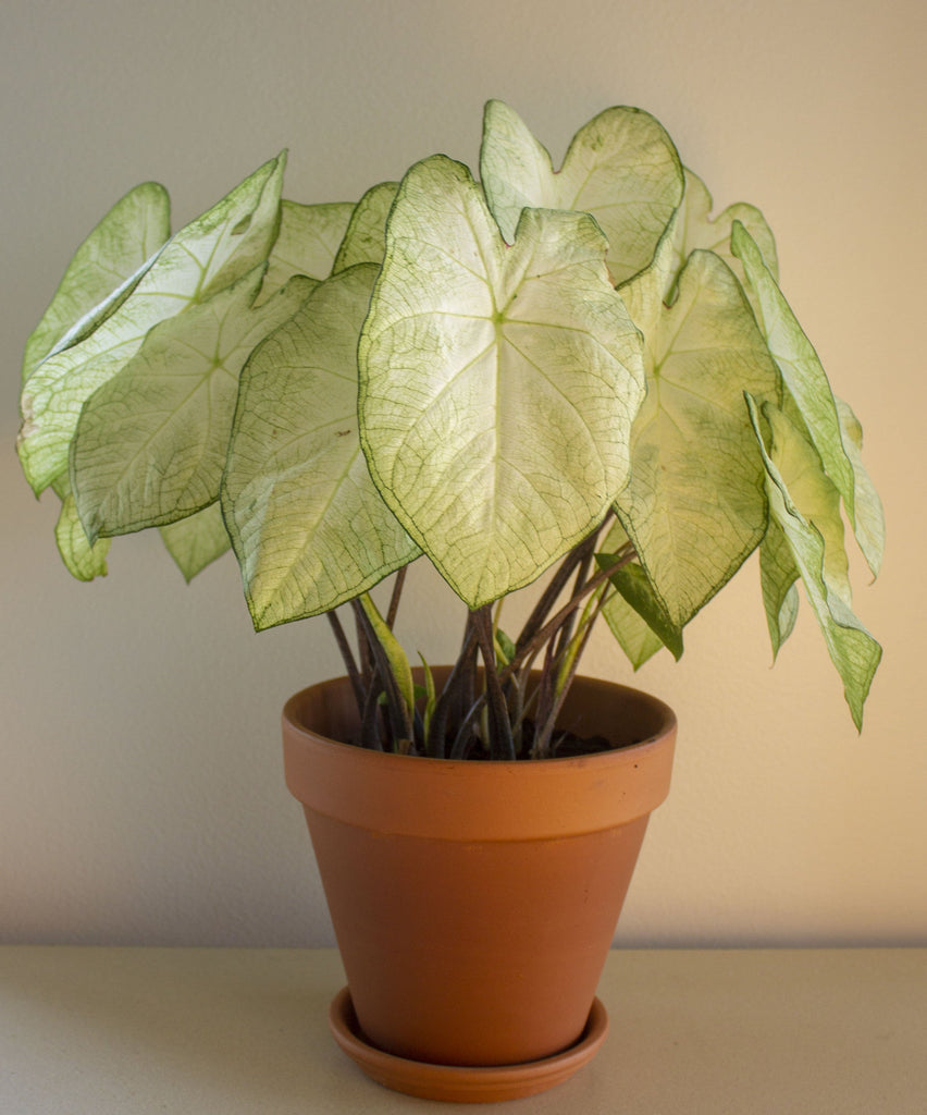 Caladium Florida Moonlight