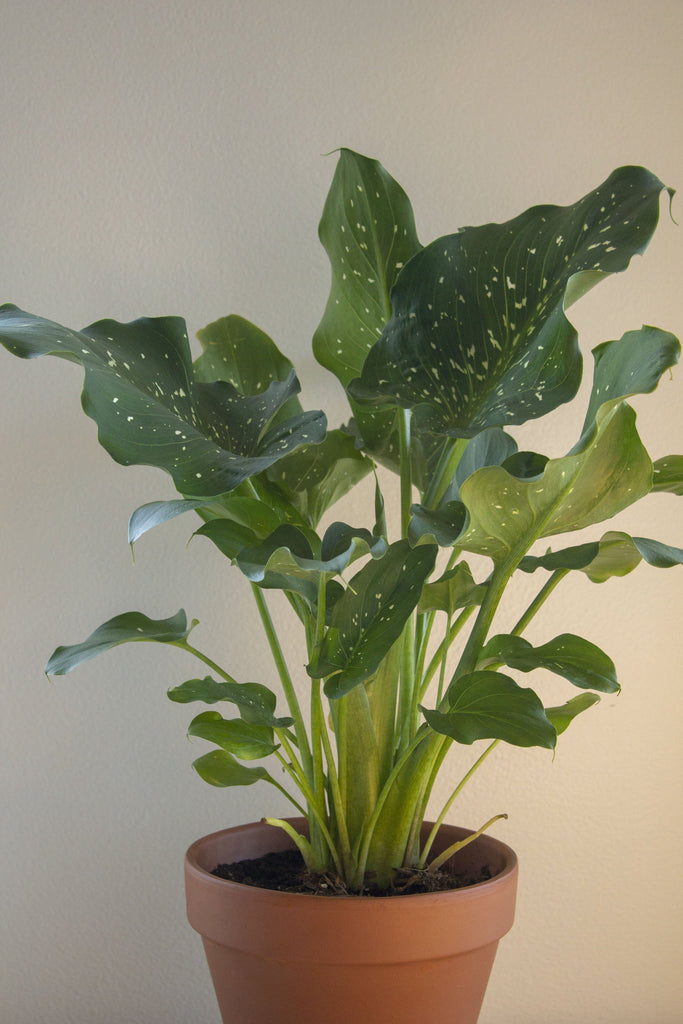 Calla Lily
