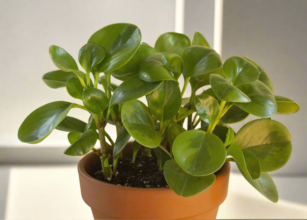 Peperomia Obtusifolia