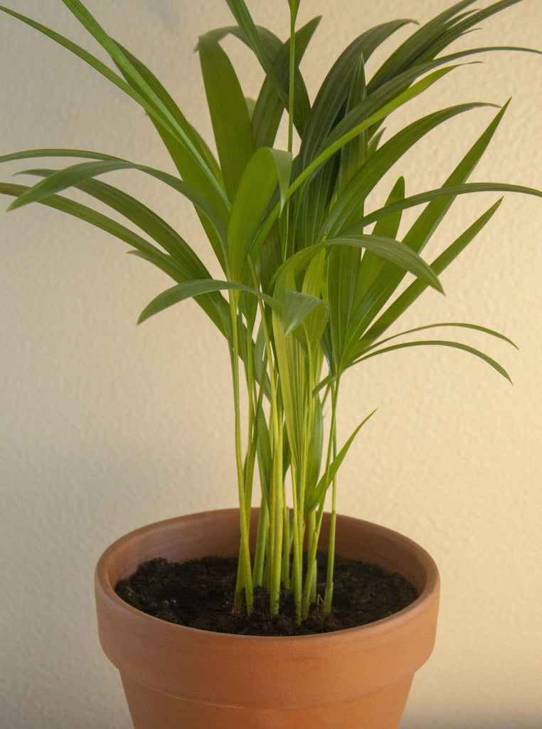 Areca Palm