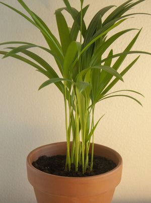 Areca Palm